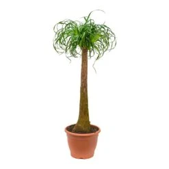 Beaucarnea - Pony Tail Palm - Single Stem -Greencore Store Beaucarnea Pony Tail Palm Single Stem 125cm