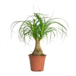 Beaucarnea - Pony Tail Palm - Single Stem -Greencore Store Beaucarnea Pony Tail Palm Single Stem 14x35cm