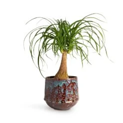 Beaucarnea - Pony Tail Palm - Single Stem -Greencore Store Beaucarnea Pony Tail Palm Single Stem 19x60cm Noud Plant Pot Marrakesh 26x22cm 19c824a1 2309 4a76 8967 3aeaa074d12e