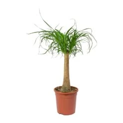Beaucarnea - Pony Tail Palm - Single Stem -Greencore Store Beaucarnea Pony Tail Palm Single Stem