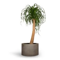 Beaucarnea - Pony Tail Palm - Single Stem -Greencore Store Beaucarnea Pony Tail Palm Single Stem 30x125cm Grigio Cylinder Planter Natural Concrete 48x32cm 71043c72 6bae 4523 b890 9e1e6cb57d62