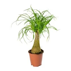 Beaucarnea - Pony Tail Palm - Single Stem -Greencore Store Beaucarnea Pony Tail Palm Single Stem 45cm
