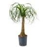 Beaucarnea - Pony Tail Palm - Single Stem - HydroCare 2 Beaucarnea - Pony Tail Palm - Single Stem - HydroCare -Greencore Store Beaucarnea Pony Tail Palm Single Stem Hydroculture Indoor Plant Large