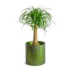 Beaucarnea - Pony Tail Palm - Single Stem -Greencore Store Beaucarnea Pony Tail Palm Single Stem Jiro Metal Plant Pots Set of 6 Green