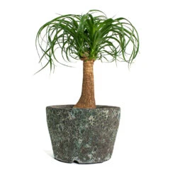 Lava Couple Straight Relic Planter - Jade -Greencore Store Beaucarnea Pony Tail Palm Single Stem Lava Couple Straight Relic Planter Jade