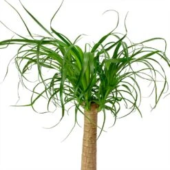 Beaucarnea - Pony Tail Palm - Single Stem -Greencore Store Beaucarnea Pony Tail Palm Single Stem Leaves