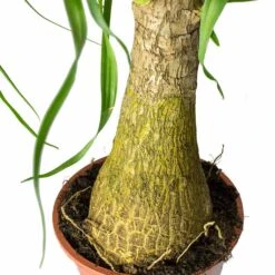 Beaucarnea - Pony Tail Palm - Single Stem -Greencore Store Beaucarnea Pony Tail Palm Single Stem Trunk 45cm