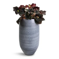 Esra Plant Vase - Mystic Grey 14 Esra Plant Vase - Mystic Grey -Greencore Store Begonia BD Rex Anne Begonia 12x20cm Esra Plant Vase Graphite 20x35cm
