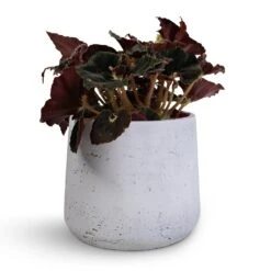 Patt Plant Pot - White Washed -Greencore Store Begonia BD Rex Anne Begonia 12x20cm Patt Plant Pot White Washed 16x14cm
