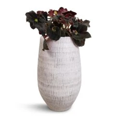 Ryan Plant Vase - White Black 11 Ryan Plant Vase - White Black -Greencore Store Begonia BD Rex Anne Begonia 12x20cm Ryan Plant Vase White Black 18x30cm cf4e0010 7d21 48a2 b45e 31c71ef7d4eb