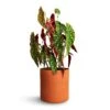 Begonia Maculata - Polka Dot Begonia -Greencore Store Begonia Maculata Polka Dot Begonia 22x70cm Puk Refined Planter Canyon Orange 25x24.5cm