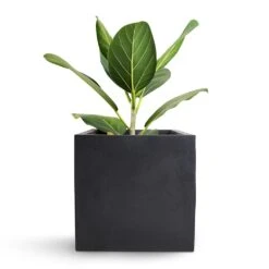 Fleur Natural Planter - Black -Greencore Store Bengal Fig Fleur Natural Planter Black 20x20x20cm
