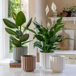 Bourton Scalloped Plant Pot - Sage -Greencore Store BourtonScallopedPlantPot Ivory 18x18cm aa22b863 c25f 4b00 b03d 338614f0a39c