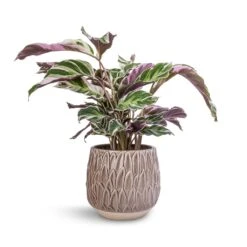 Arles Leaf Plant Pot - Mocha -Greencore Store Calathea Fusion White 14x35cm Arles Leaf Plant Pot Mocha 17x17cm