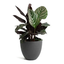Mini Jesslyn Plant Pot - Black Washed -Greencore Store Calathea Sanderiana Pin Stripe Calathea Mini Jesslyn Plant Pot Black Washed