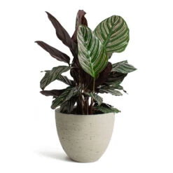 Mini Jesslyn Plant Pot - Grey Washed -Greencore Store Calathea Sanderiana Pin Stripe Calathea Mini Jesslyn Plant Pot Grey Washed