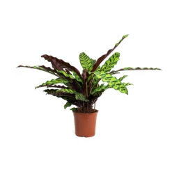 Calathea Lancifolia - Rattlesnake Plant -Greencore Store Calathea lancifolia Rattlesnake Plant 14cm