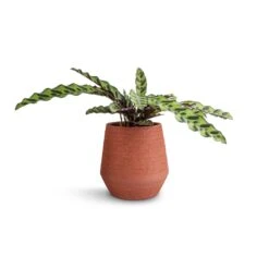 Humus Plant Pot - Terra 8 Humus Plant Pot - Terra -Greencore Store Calathea lancifolia Rattlesnake Plant 14x40cm Humus Plant Pot Terra 16.5x18.5cm 38847116 b1ef 46db 8b31 0661a9af6c77
