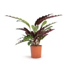 Calathea Lancifolia - Rattlesnake Plant -Greencore Store Calathea lancifolia Rattlesnake Plant 14x45cm
