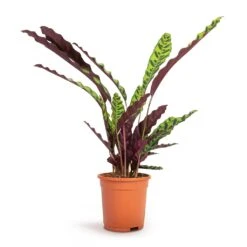 Calathea Lancifolia - Rattlesnake Plant -Greencore Store Calathea lancifolia Rattlesnake Plant 17x60cm