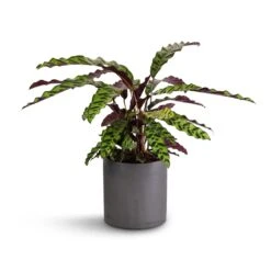 Calathea Lancifolia - Rattlesnake Plant -Greencore Store Calathea lancifolia Rattlesnake Plant 17x60cm Puk Plant Pot Black Washed 20x20cm