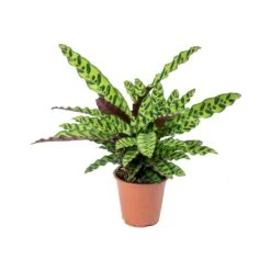 Calathea Lancifolia - Rattlesnake Plant -Greencore Store Calathea lancifolia Rattlesnake Plant 75cm