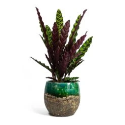 Calathea Lancifolia - Rattlesnake Plant -Greencore Store Calathea lancifolia Rattlesnake Plant Lindy Plant Pot Black Green fc17ebf1 9d2d 42c4 bae4 67e0a375300e