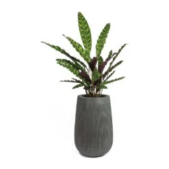 Calathea Lancifolia - Rattlesnake Plant -Greencore Store Calathea lancifolia Rattlesnake Plant Patt High Plant Vase Ridged Dark Grey f4ab71f4 88f3 492f b222 d86061f37f96