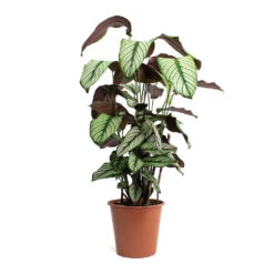 Calathea Majestica White Star -Greencore Store Calathea majestica White Star 19cm