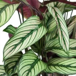 Greencore Store -Greencore Store Calathea majestica White Star Close Up