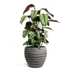 Calathea Majestica White Star -Greencore Store Calathea majestica White Star Koen Plant Pot Brown