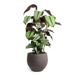 Calathea Majestica White Star -Greencore Store Calathea majestica White Star Mini Orb Kevan lant Pot Ash Brown