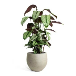 Calathea Majestica White Star -Greencore Store Calathea majestica White Star Mini Orb Kevan lant Pot Grey Washed
