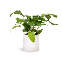 Calathea Musaica Network 18 Calathea Musaica Network -Greencore Store Calathea musaica Network 12x30cm Puk Planter Matt White 15x15cm