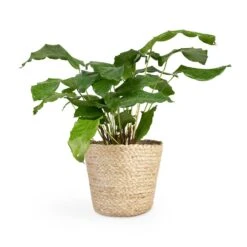 Calathea Musaica Network 20 Calathea Musaica Network -Greencore Store Calathea musaica Network 12x30cm Selin Plant Basket Jute 18x16cm 2