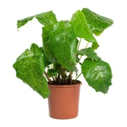 Calathea Musaica Network 14 Calathea Musaica Network -Greencore Store Calathea musaica Network 14cm