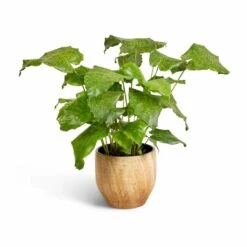 Calathea Musaica Network 17 Calathea Musaica Network -Greencore Store Calathea musaica Network 17x50cm Emmy Plant Pot Camel 22x20cm