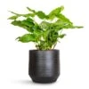 Calathea Musaica Network 1 Calathea Musaica Network -Greencore Store Calathea musaica Network 17x50cm Norell Plant Pot Black 21x20cm