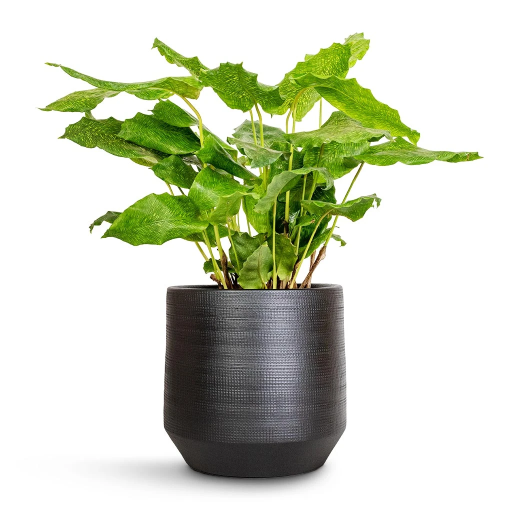 Norell Plant Pot - Black 21 Norell Plant Pot - Black - Image 19