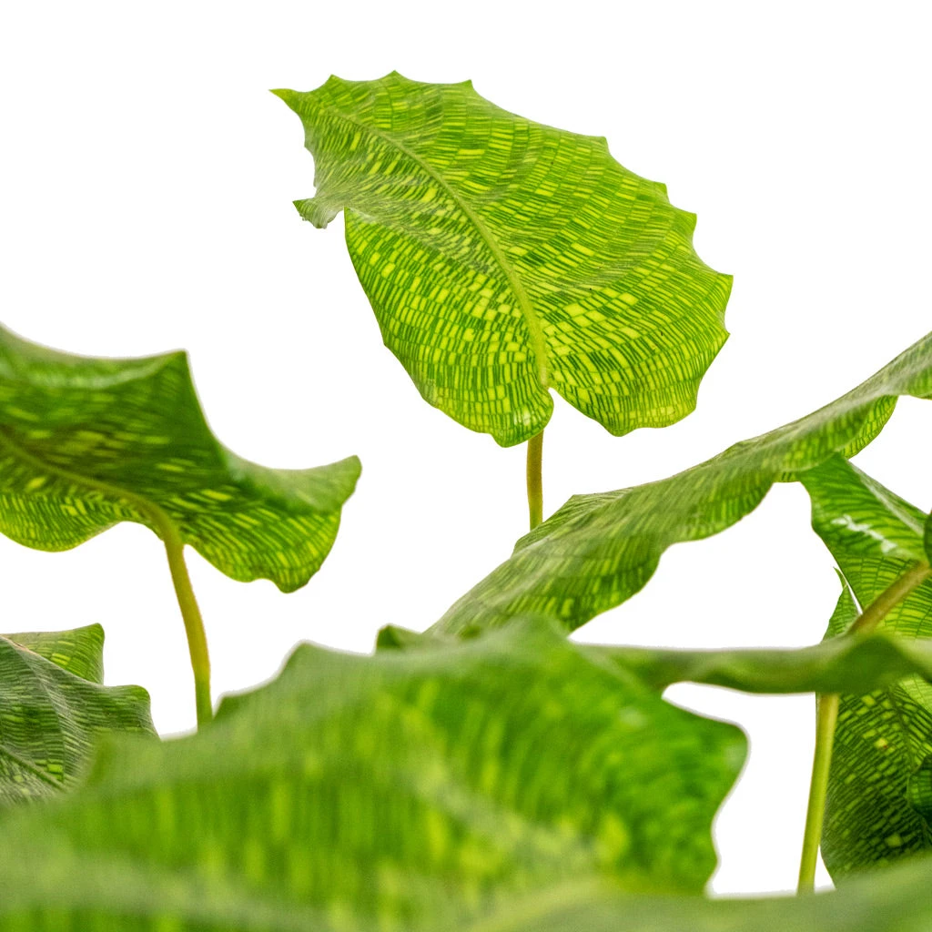 Calathea Musaica Network 6 Calathea Musaica Network - Image 4