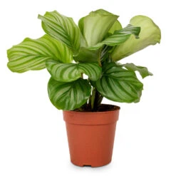 Calathea Orbifolia 21 Calathea Orbifolia -Greencore Store Calathea orbifolia 12x35cm