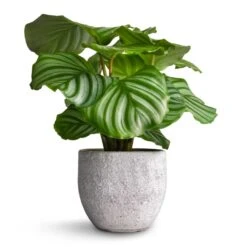 Calathea Orbifolia 30 Calathea Orbifolia -Greencore Store Calathea orbifolia 12x35cm Cas Plant Pot Cool Grey 15x13cm