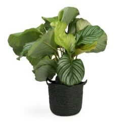 Calathea Orbifolia 34 Calathea Orbifolia -Greencore Store Calathea orbifolia 12x35cm Nelis Plant Basket Green 23x20cm