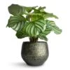 Calathea Orbifolia -Greencore Store Calathea orbifolia 12x35cm Noor Plant Pot Velvet Green 16x13cm