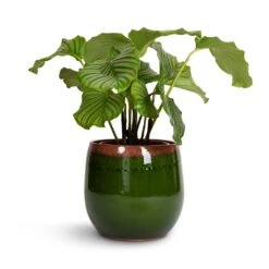 Calathea Orbifolia 22 Calathea Orbifolia -Greencore Store Calathea orbifolia 21x60cm Charlotte Plant Pot Green 29x25cm
