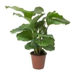 Calathea Orbifolia 23 Calathea Orbifolia -Greencore Store Calathea orbifolia