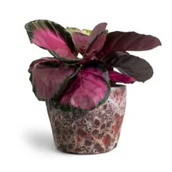 Lava Couple Straight Relic Planter - Pink -Greencore Store Calathea picturata Crimson 14x50cm Lava Couple Straight Relic Planter Pink 19x13cm 16f68b67 9332 4d35 8c36 4b777842b846
