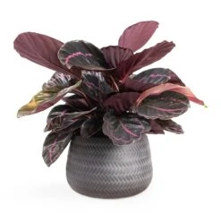 Calathea Roseopicta Dottie - Rose Painted Calathea 19 Calathea Roseopicta Dottie - Rose Painted Calathea -Greencore Store Calathea roseopicta Dottie Rose Painted Calathea 14x45cm Angle Darcy Plant Pot Anthracite 24x16cm e8f7101b 4cf9 4d8c b37d d85b29104dbc