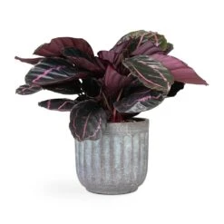 Calathea Roseopicta Dottie - Rose Painted Calathea 14 Calathea Roseopicta Dottie - Rose Painted Calathea -Greencore Store Calathea roseopicta Dottie Rose Painted Calathea 14x45cm Duncan Plant Pot Blue Gold 19x18cm 4a6b5430 f5ab 4875 b948 5cda29b15574