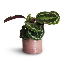 Hera Plant Pot - Purple 14 Hera Plant Pot - Purple -Greencore Store Calathea roseopicta Dottie Rose Painted Calathea 14x45cm Hera Plant Pot Purple 17x16cm 1 ccf5ae6f ec26 4ffe b7f0 3a98c047c2eb